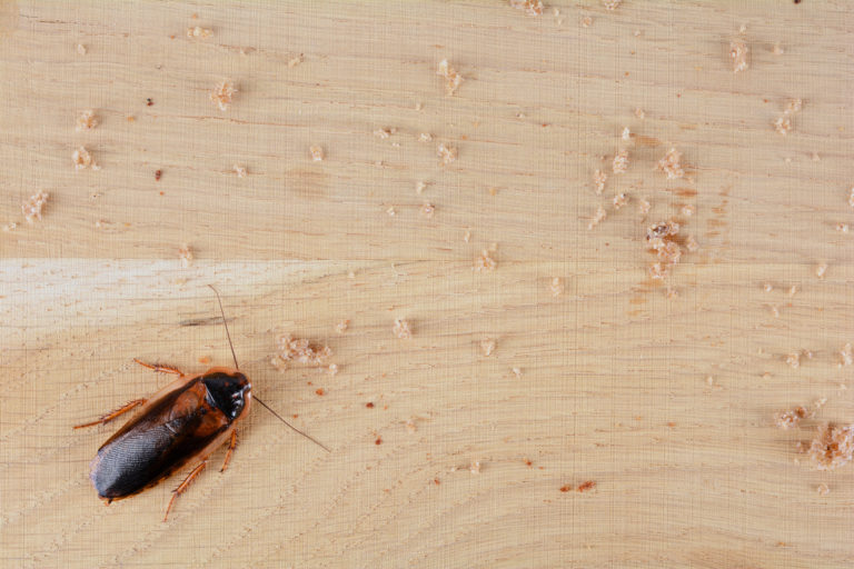 cockroach on kitchen floor