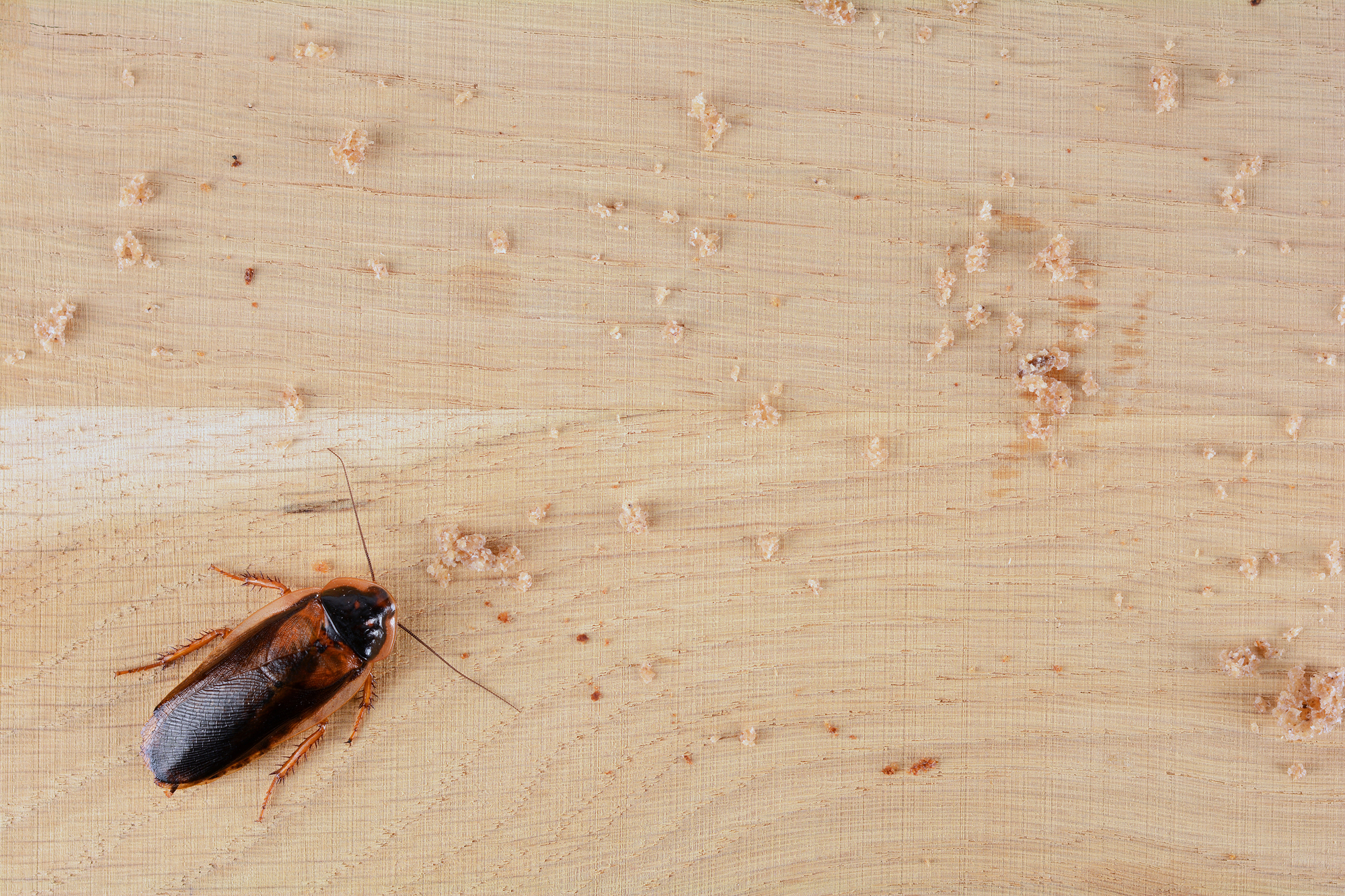 How To Prevent Cockroaches In Your Home