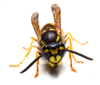 bee_photo2
