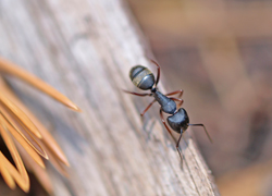 carpenter ant on piece of wood
