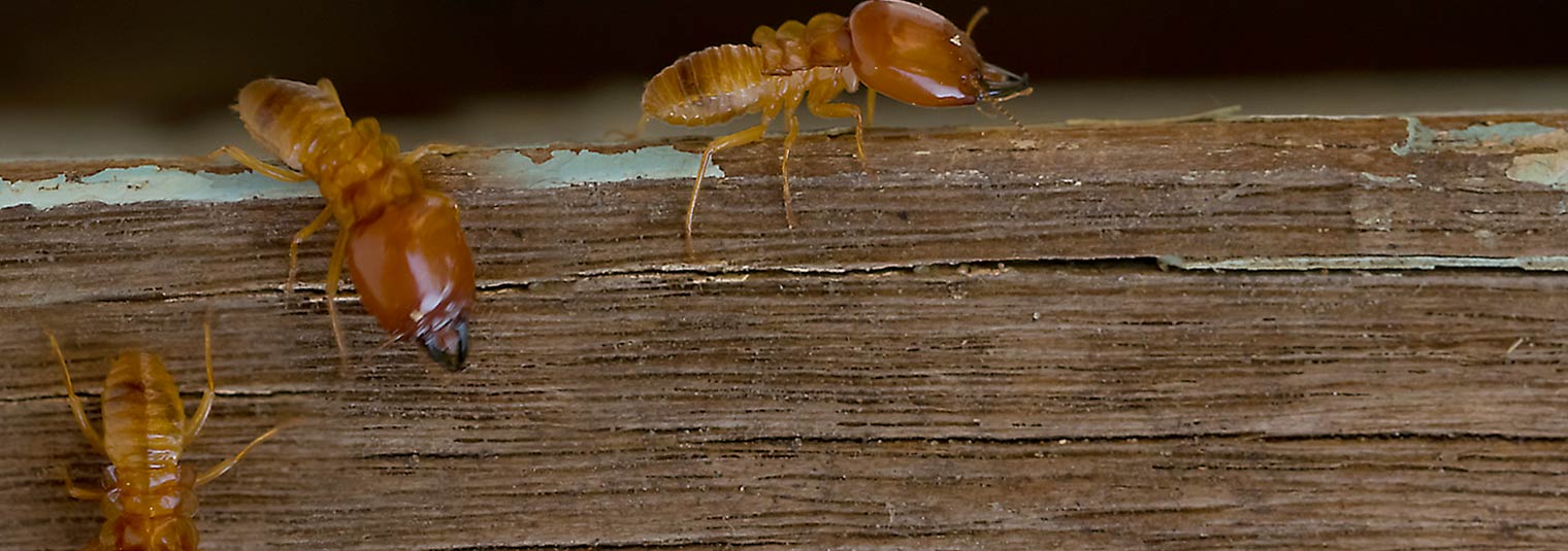 termites