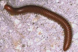 Millipede image from EliminateEm CT pest control exterminator