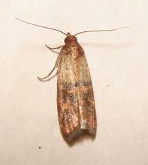 Brown moth on a light surface