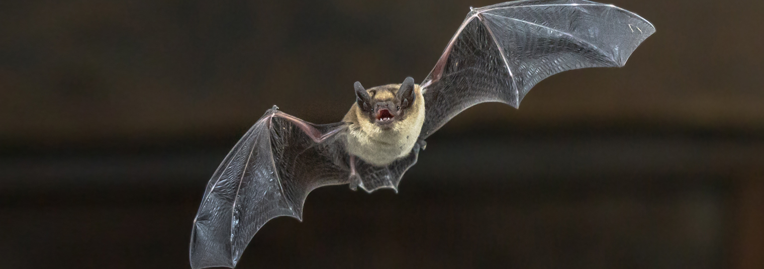 Bat