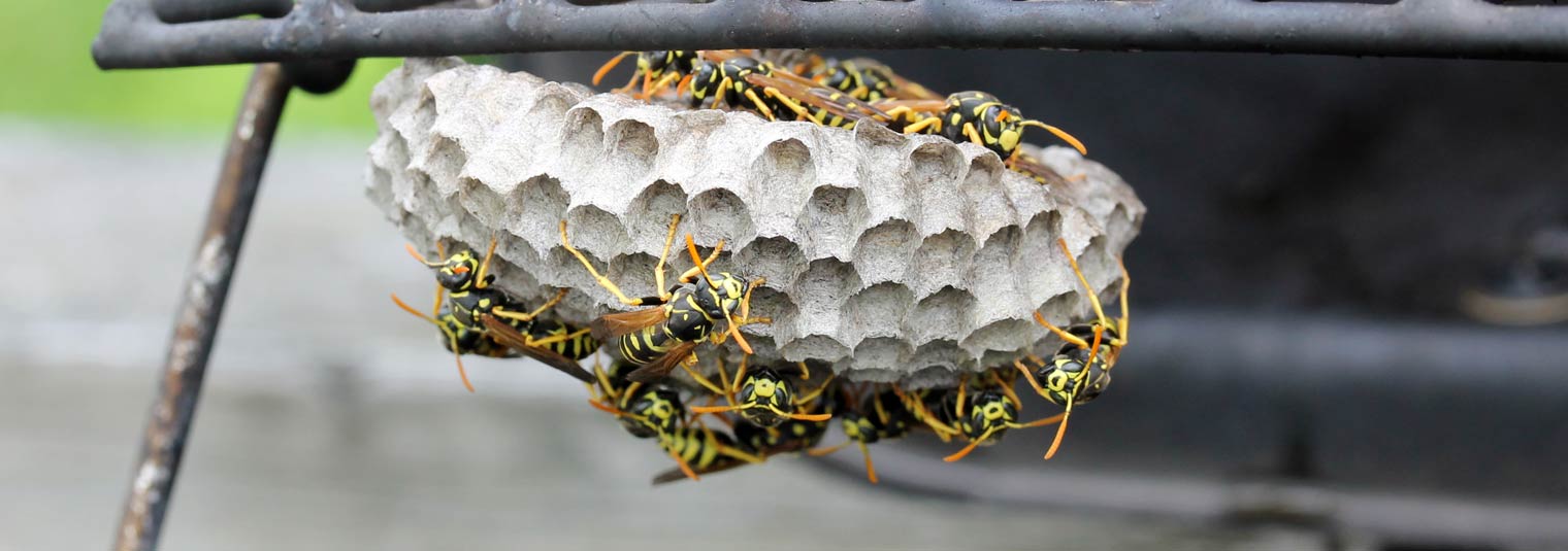 bees