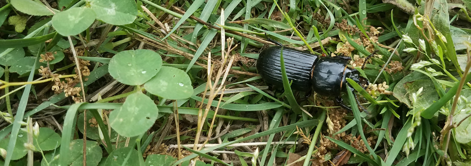 Beetle in the grass