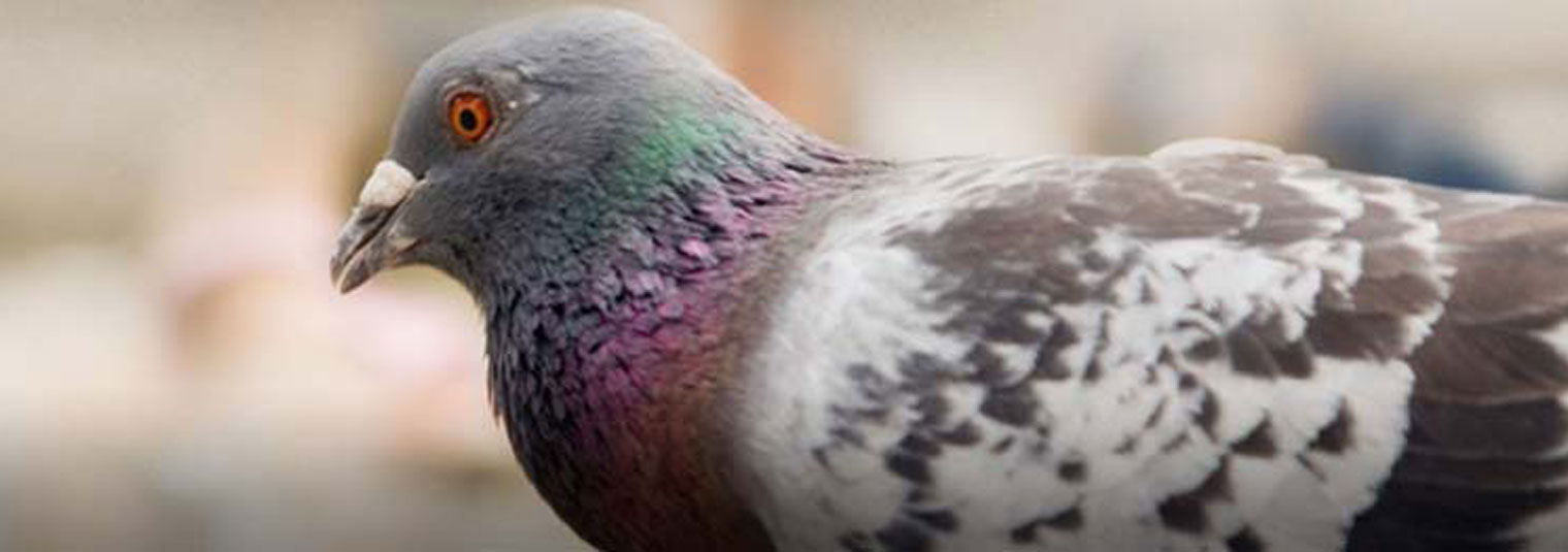bird
