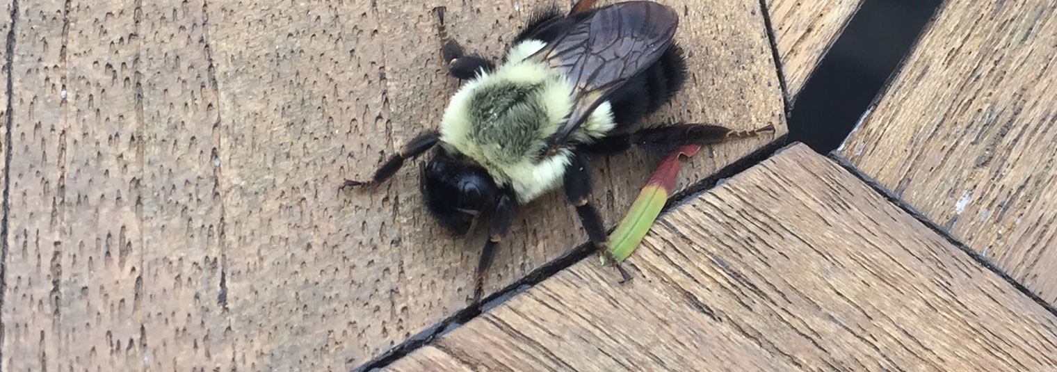 Carpenter Bee