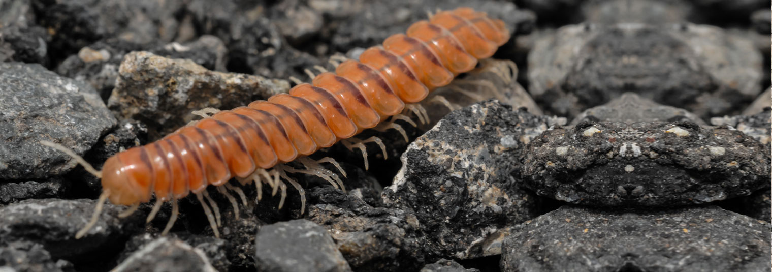 centipede