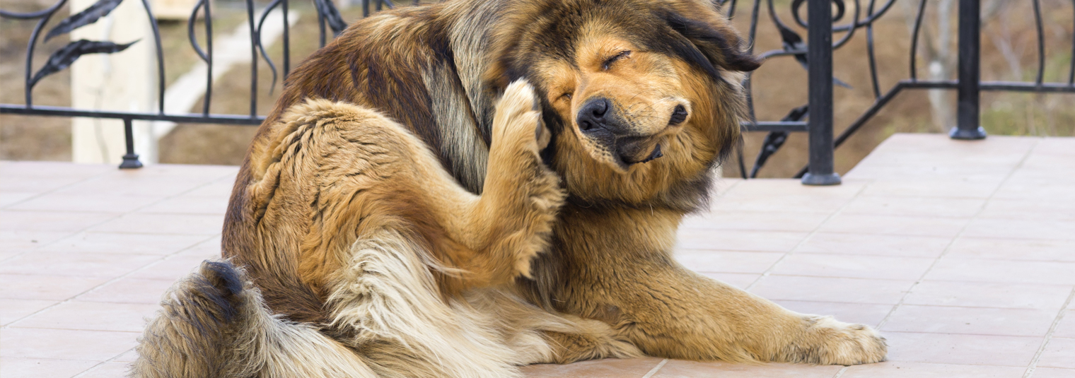 Header Dog Scratching