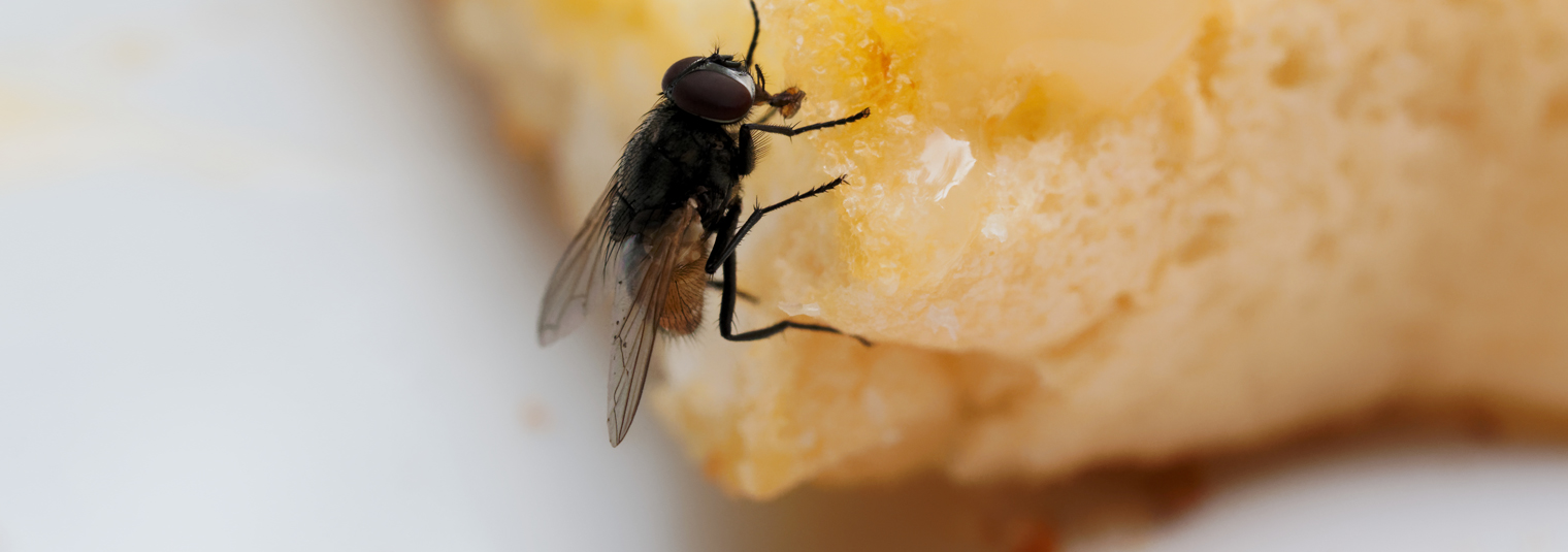 Header House Fly