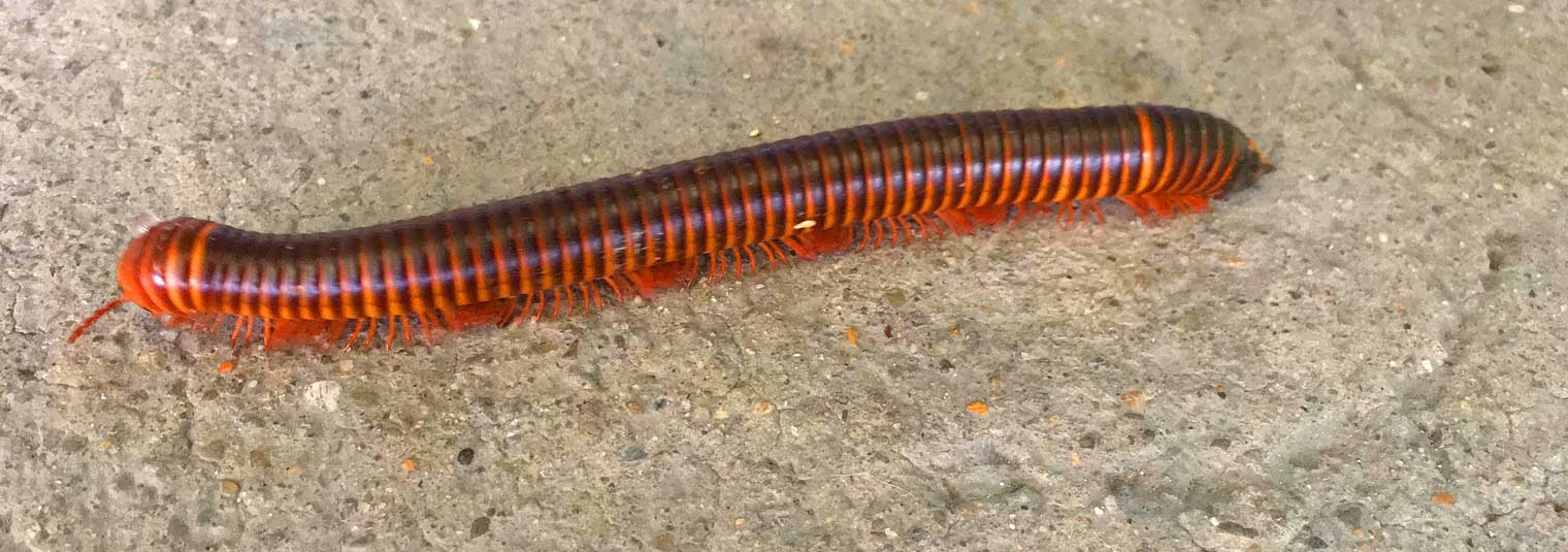 Millipede