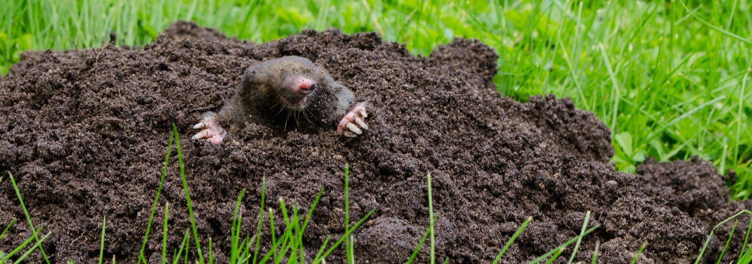 Mole emerging from a mound of soil