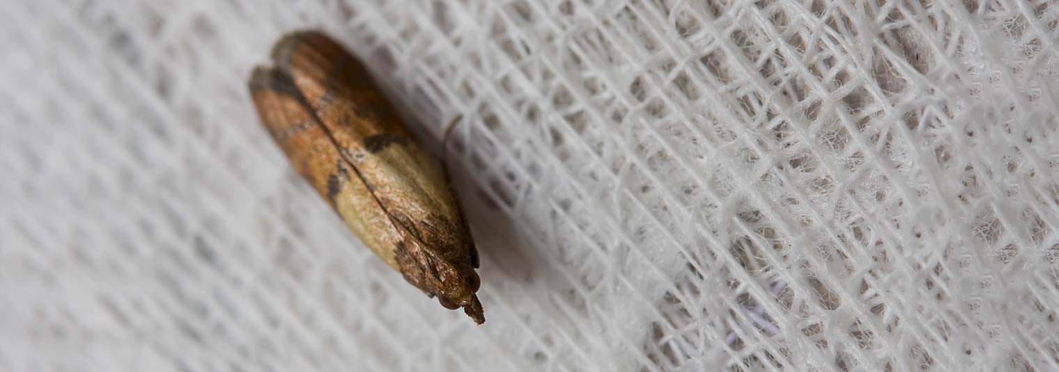 moth