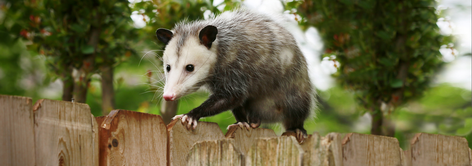 Opossum walking along a wooden fence