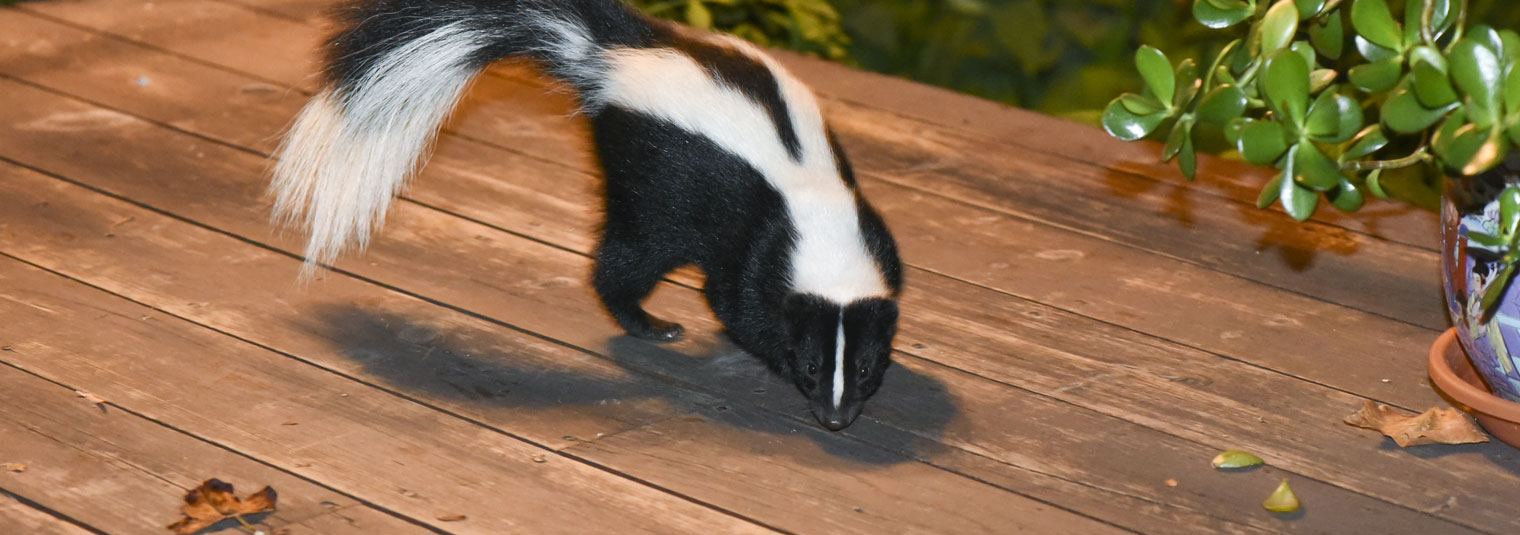 Skunk walking across a wooden deck