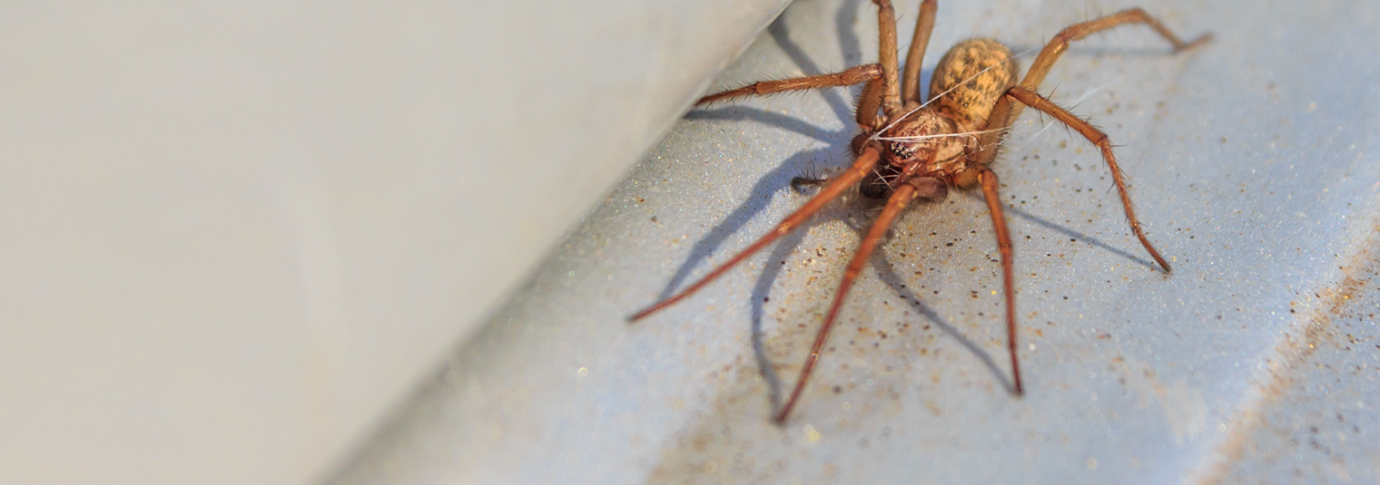 Header Spider