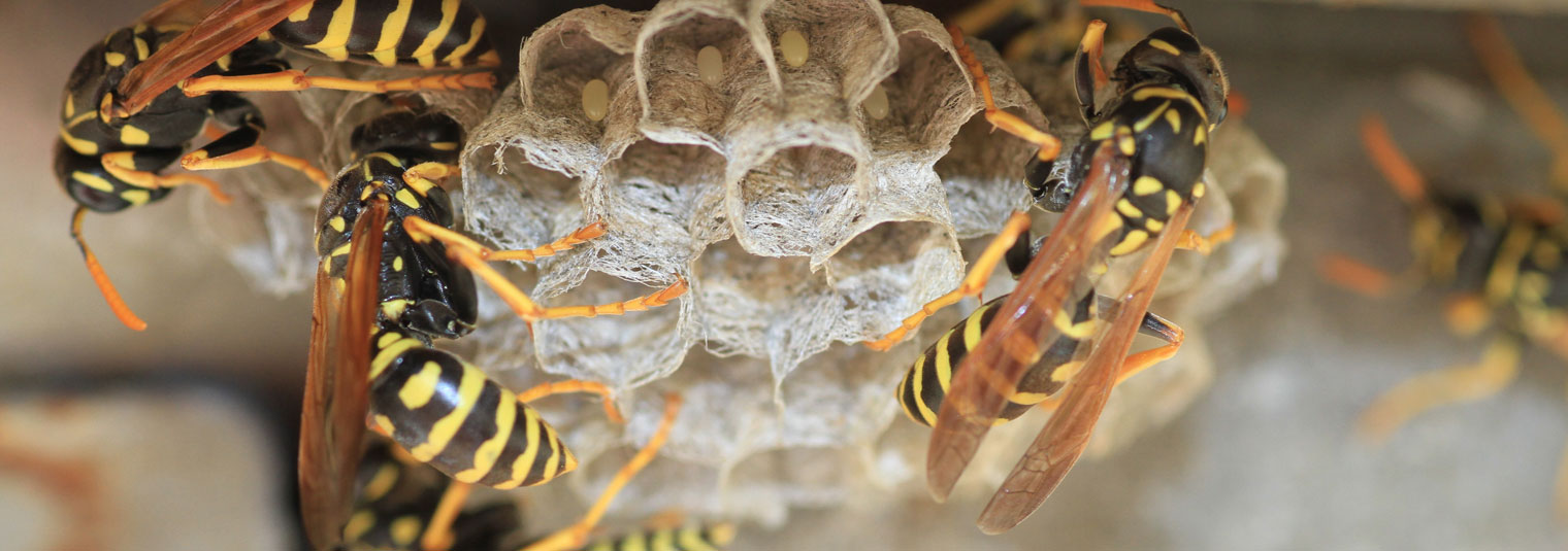 Wasps