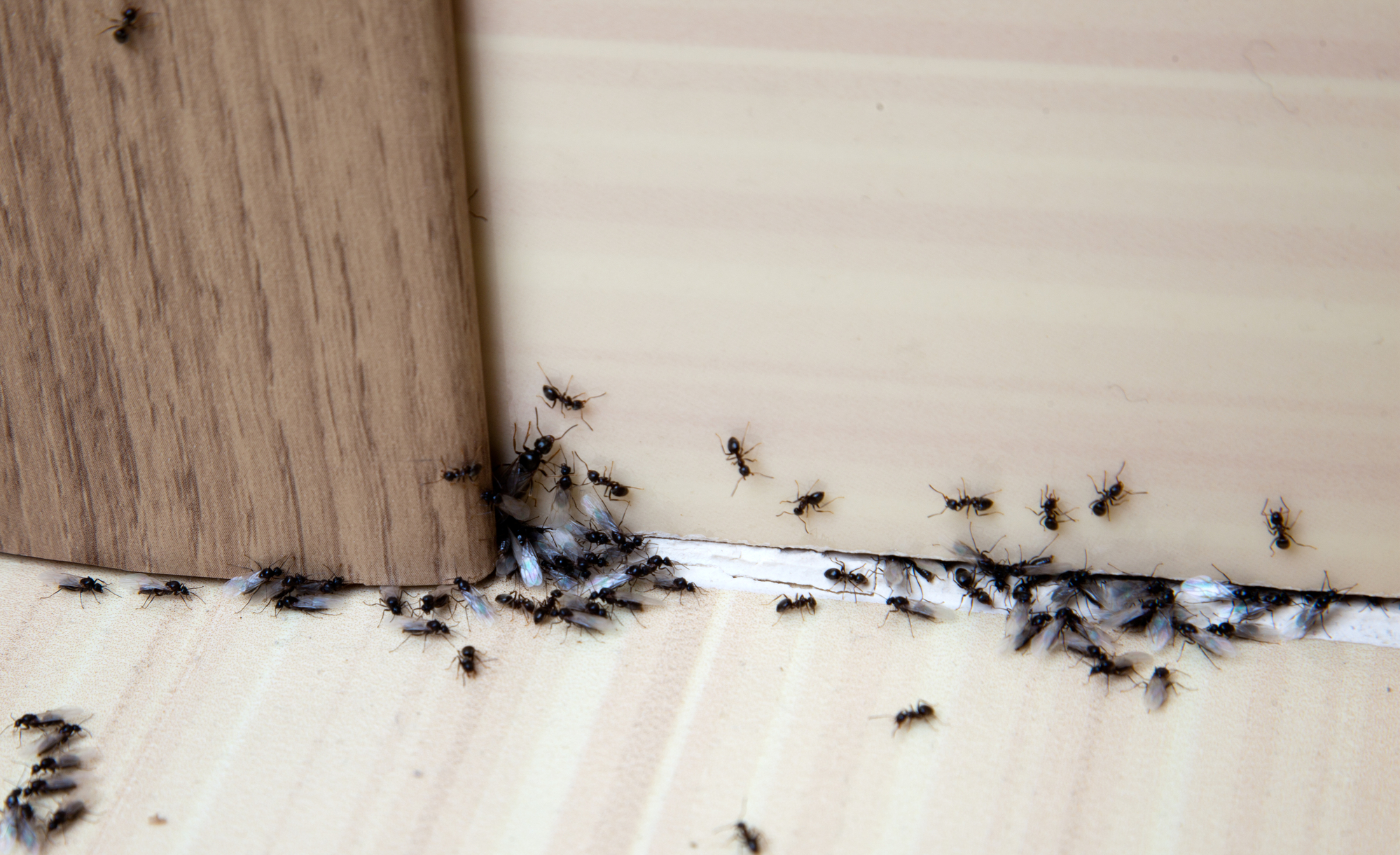 Ants & Ant Pest Control