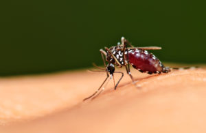 Mosquitos & Proper Mosquito Pest Control Treatment
