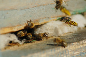 Wasps & Wasp Exterminators