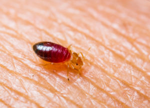 Bed Bugs & Bed Bug Removal