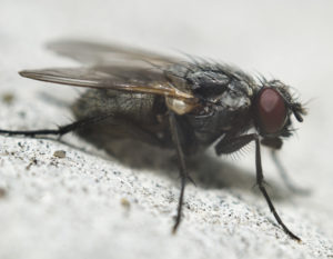 Flies & Fly Exterminators