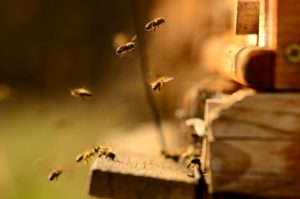 Bees & Bee Exterminators