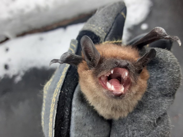 bat removal mouth open
