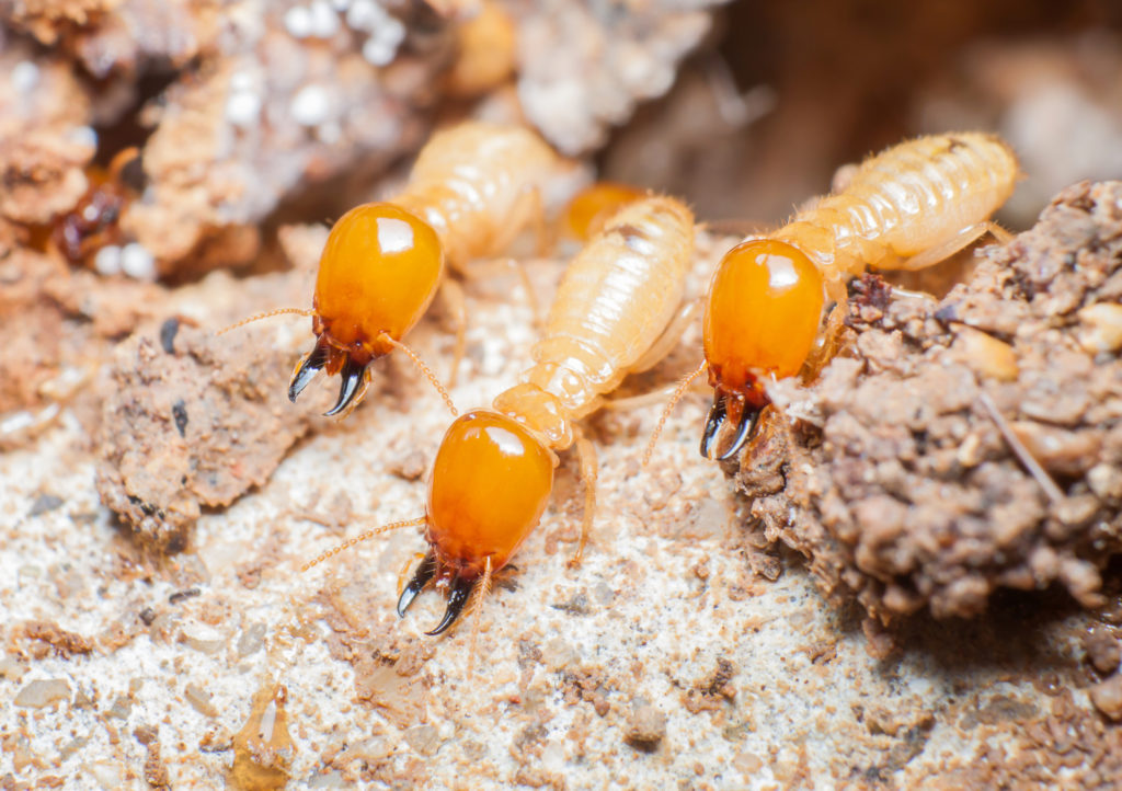 What Attracts Termites? Eliminate 'Em Pest Control