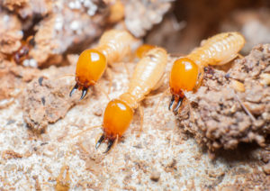 close up of white and yellow colored termites 