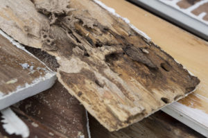 termite damage on home's wooden board