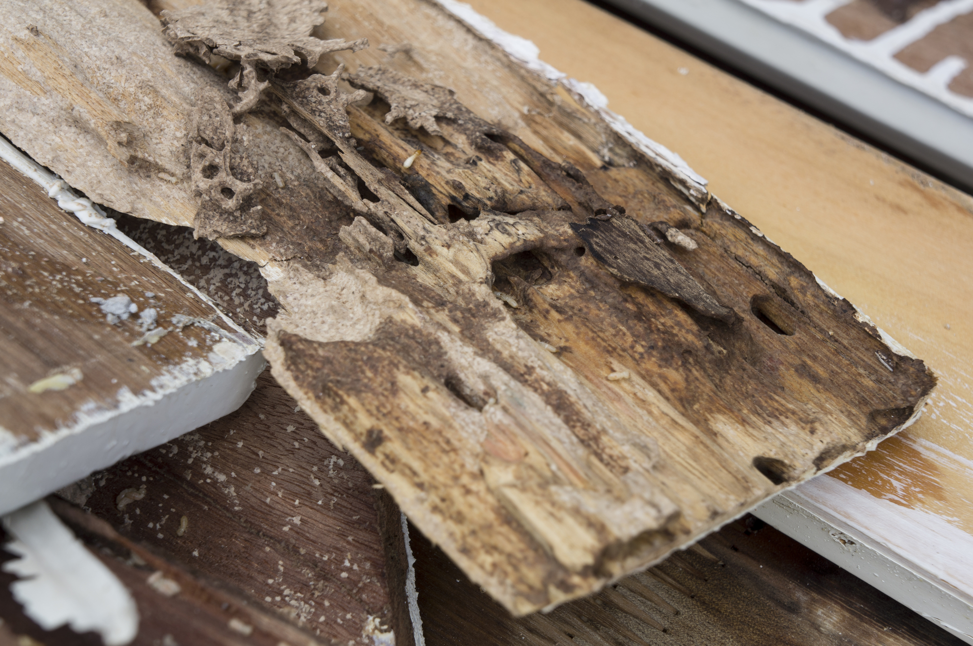 What are Subterranean Termites?