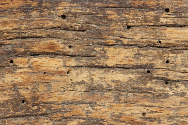 What are Drywood Termites