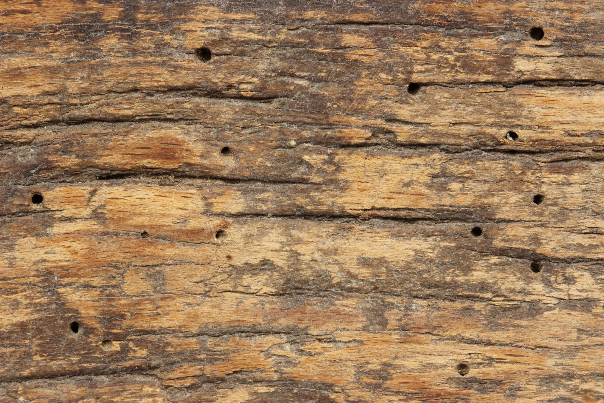What are Drywood Termites?