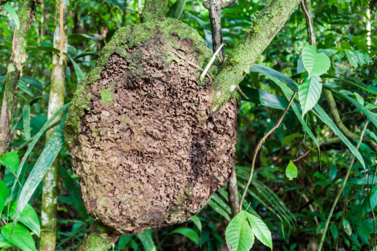 Conehead termites typically nest in trees and shrubs