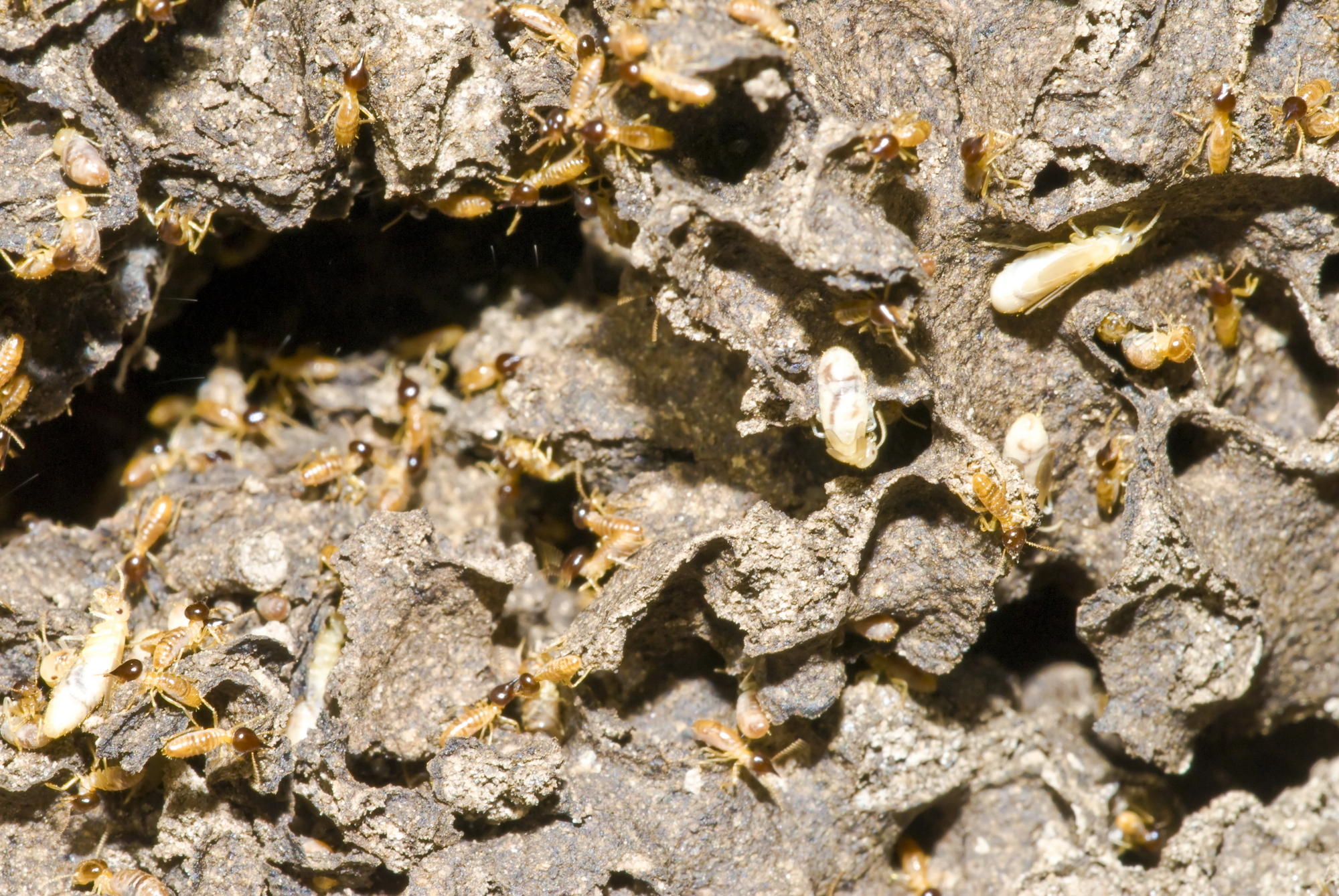 Everything You Need to Know About Termite Colonies   