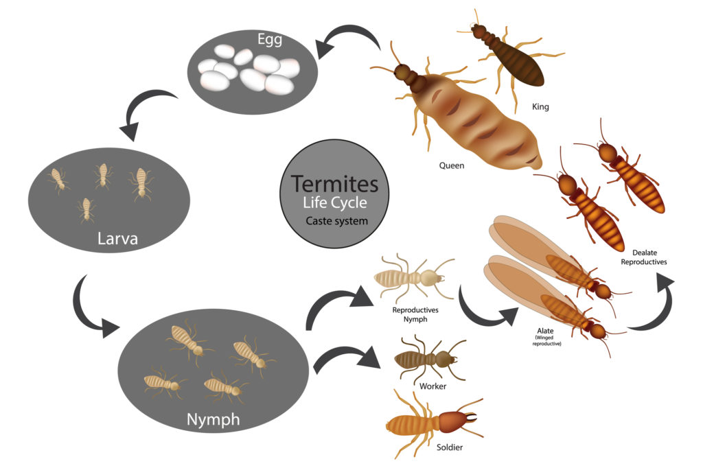 What Is The Life Cycle of Termites? | Eliminate 'Em Pest Control