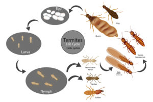 termite life cycle diagram
