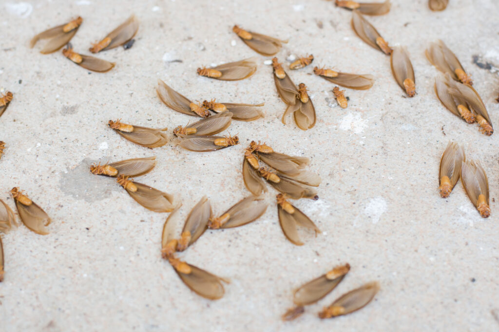 Do Termites Fly? Eliminate 'Em Pest Control