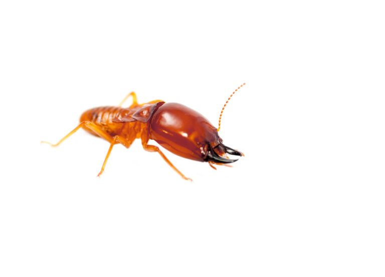 common termite questions