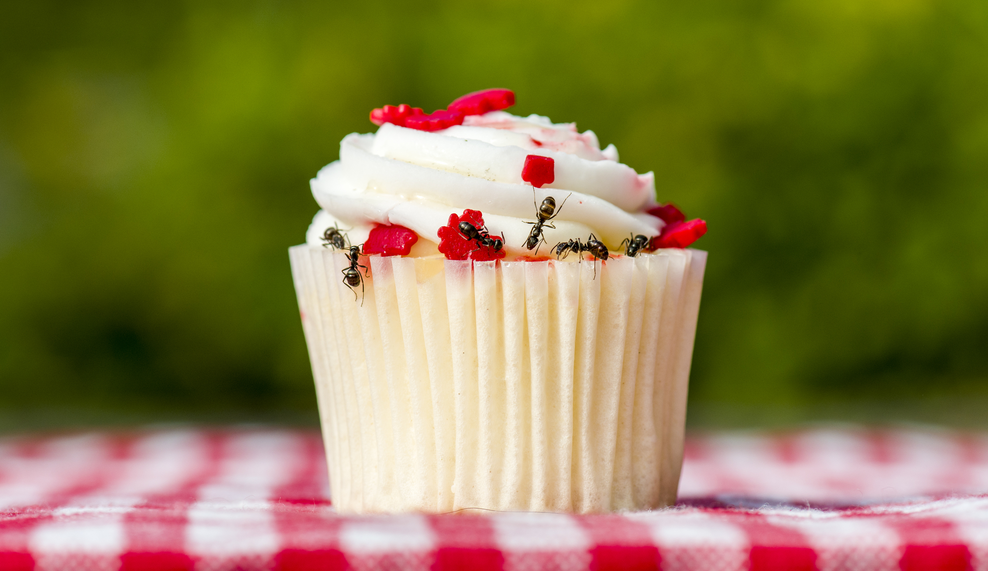 4 Tips for Pest-Free Family Picnics