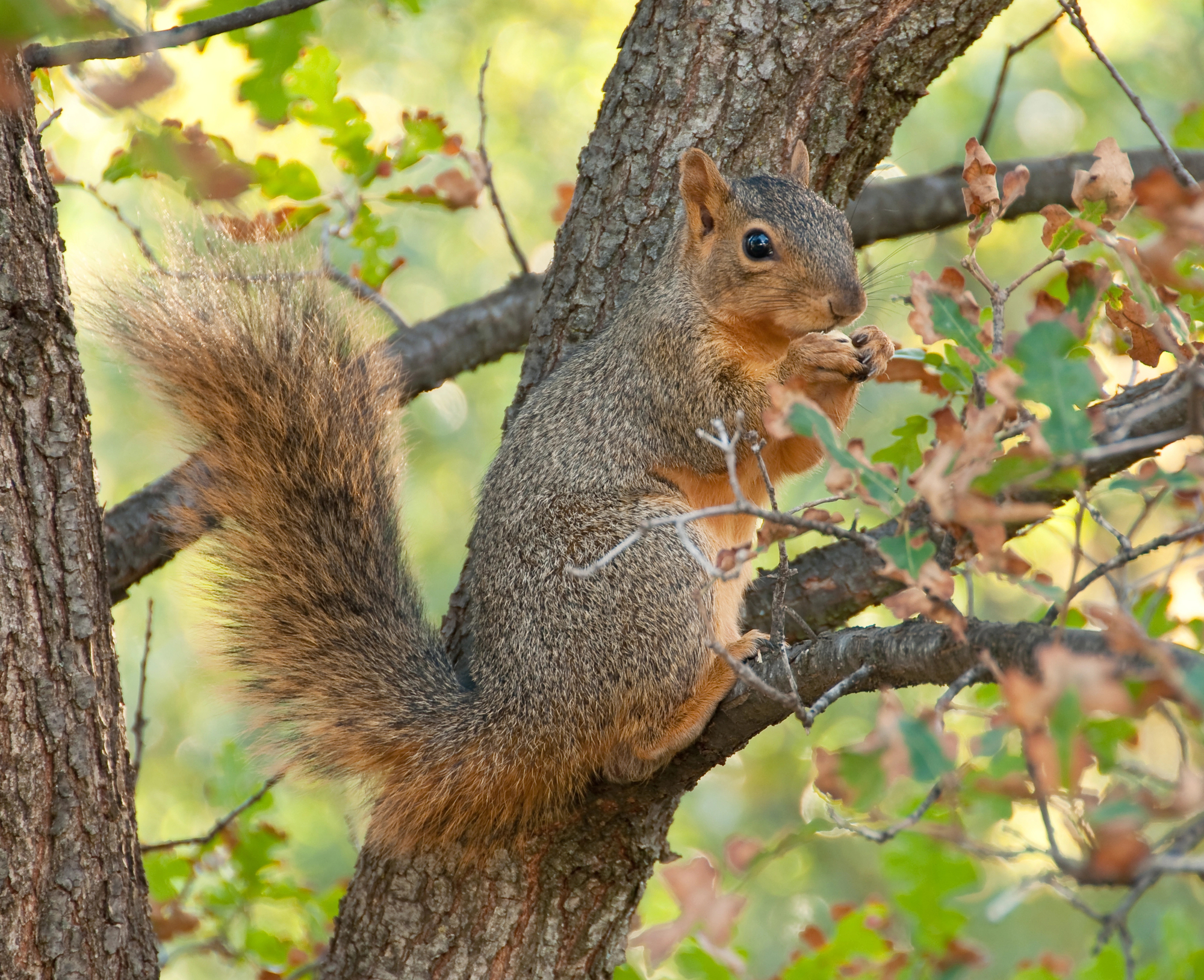Survival Guide to Deter Squirrels From Your Yard
