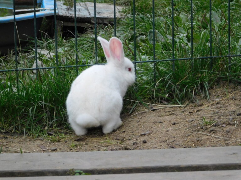 tips to deter rabbits from gardens