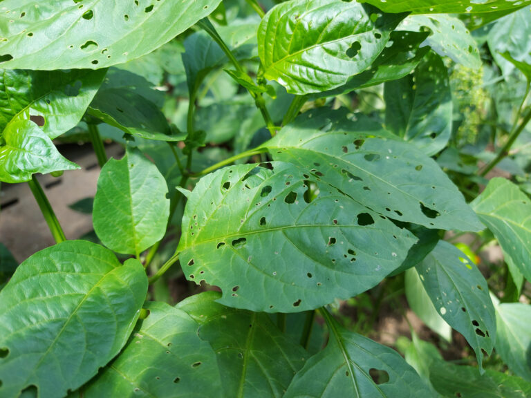 learn how to keep insects out of gardens