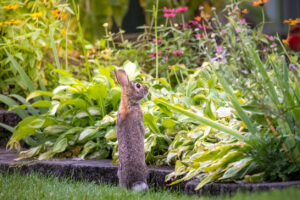 tips to deter rabbits from gardens