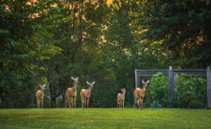 tips to repel deer from gardens