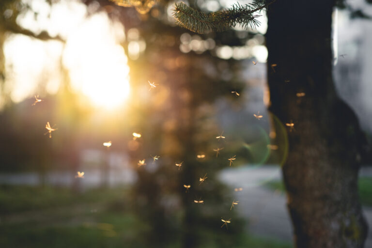 Dangers of New Mosquito Diseases