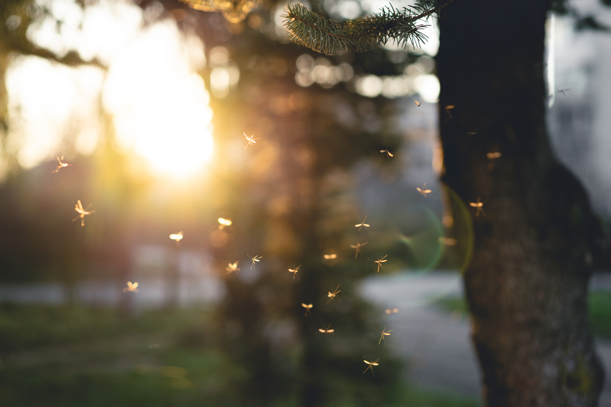 Dangers of New Mosquito Diseases