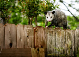 tips to repel opossums from gardens